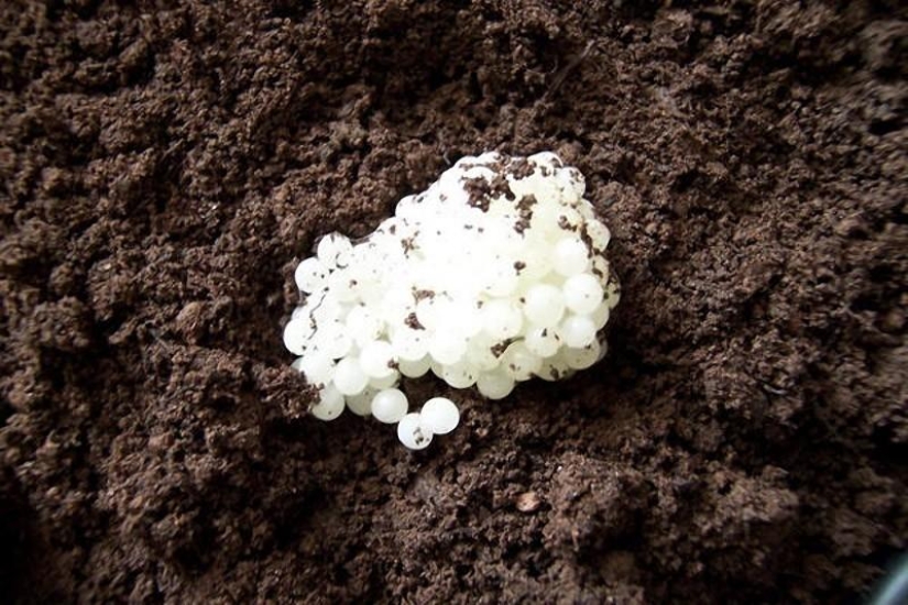 10 alimentos peligrosos 10 alimentos peligrosos
