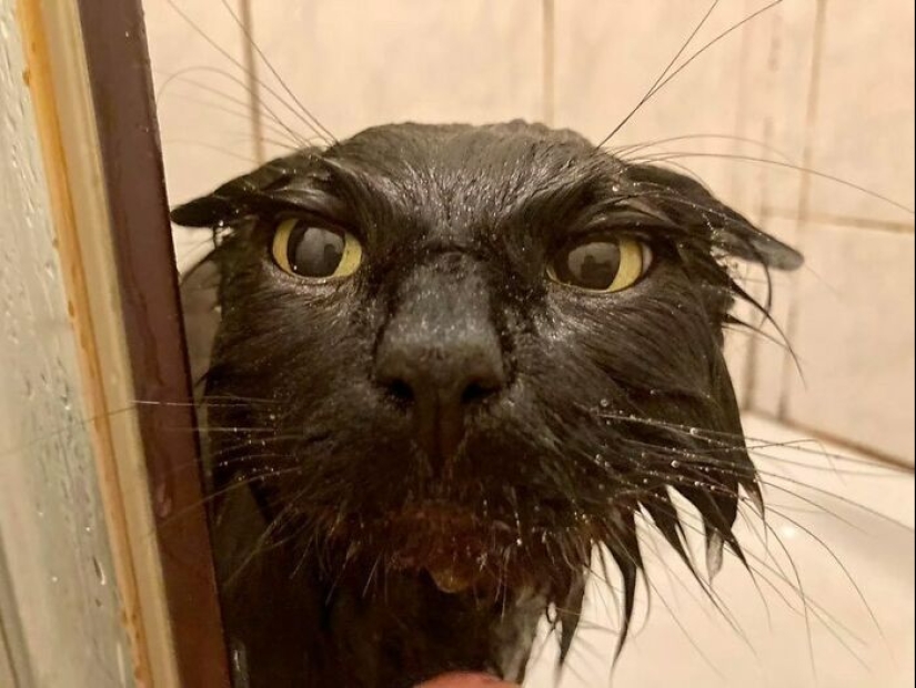10 animales en “modo duende”, según lo compartido por esta cuenta dedicada de Instagram 10 animales en “modo duende”, según lo compartido por esta cuenta dedicada de Instagram