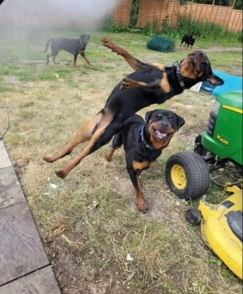 10 animales en “modo duende”, según lo compartido por esta cuenta dedicada de Instagram 10 animales en “modo duende”, según lo compartido por esta cuenta dedicada de Instagram