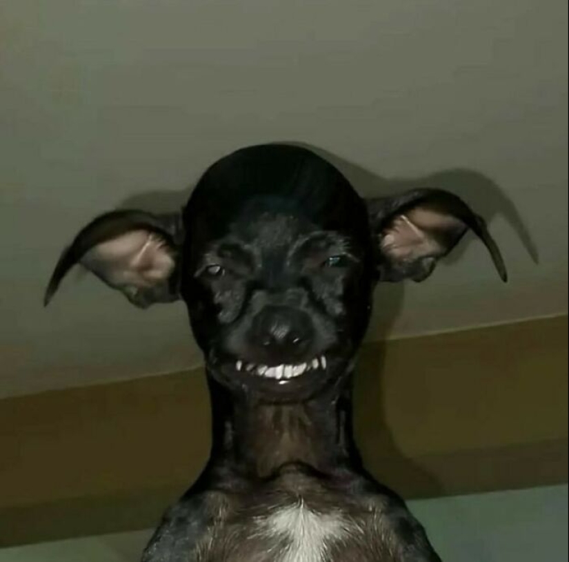 10 animales en “modo duende”, según lo compartido por esta cuenta dedicada de Instagram 10 animales en “modo duende”, según lo compartido por esta cuenta dedicada de Instagram