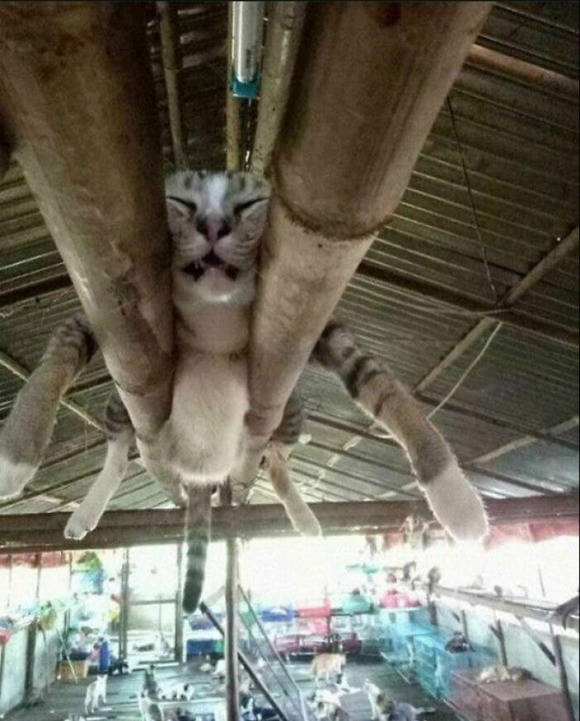 10 animales en “modo duende”, según lo compartido por esta cuenta dedicada de Instagram 10 animales en “modo duende”, según lo compartido por esta cuenta dedicada de Instagram