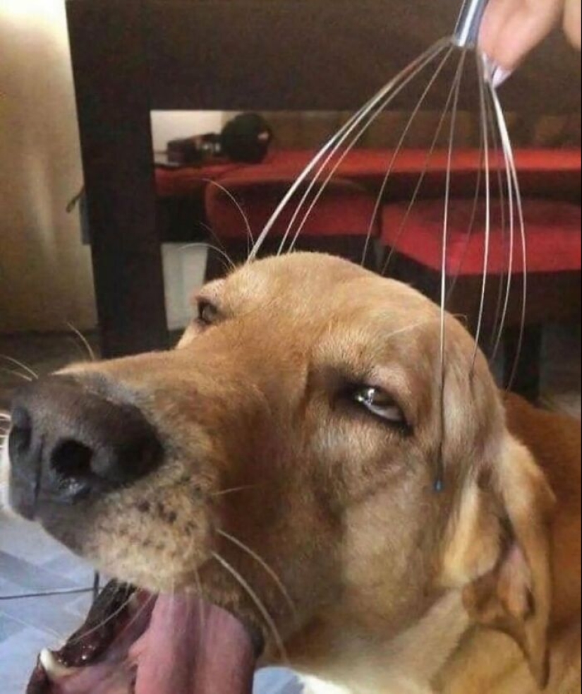 10 animales en “modo duende”, según lo compartido por esta cuenta dedicada de Instagram 10 animales en “modo duende”, según lo compartido por esta cuenta dedicada de Instagram