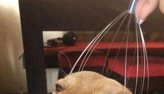 10 animales en “modo duende”, según lo compartido por esta cuenta dedicada de Instagram