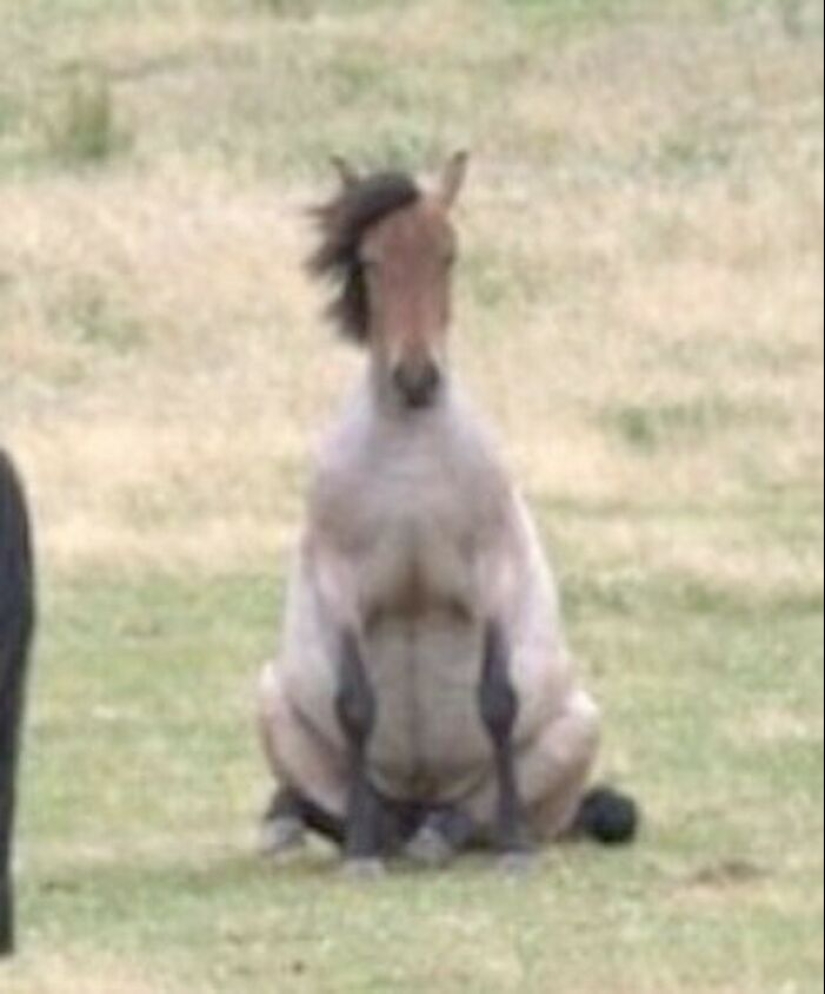 10 animales en “modo duende”, según lo compartido por esta cuenta dedicada de Instagram 10 animales en “modo duende”, según lo compartido por esta cuenta dedicada de Instagram