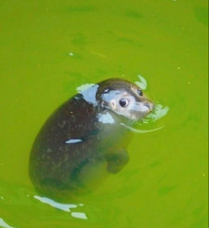 10 Animals Going “Goblin Mode”, As Shared By This Dedicated Instagram Account 10 Animals Going “Goblin Mode”, As Shared By This Dedicated Instagram Account