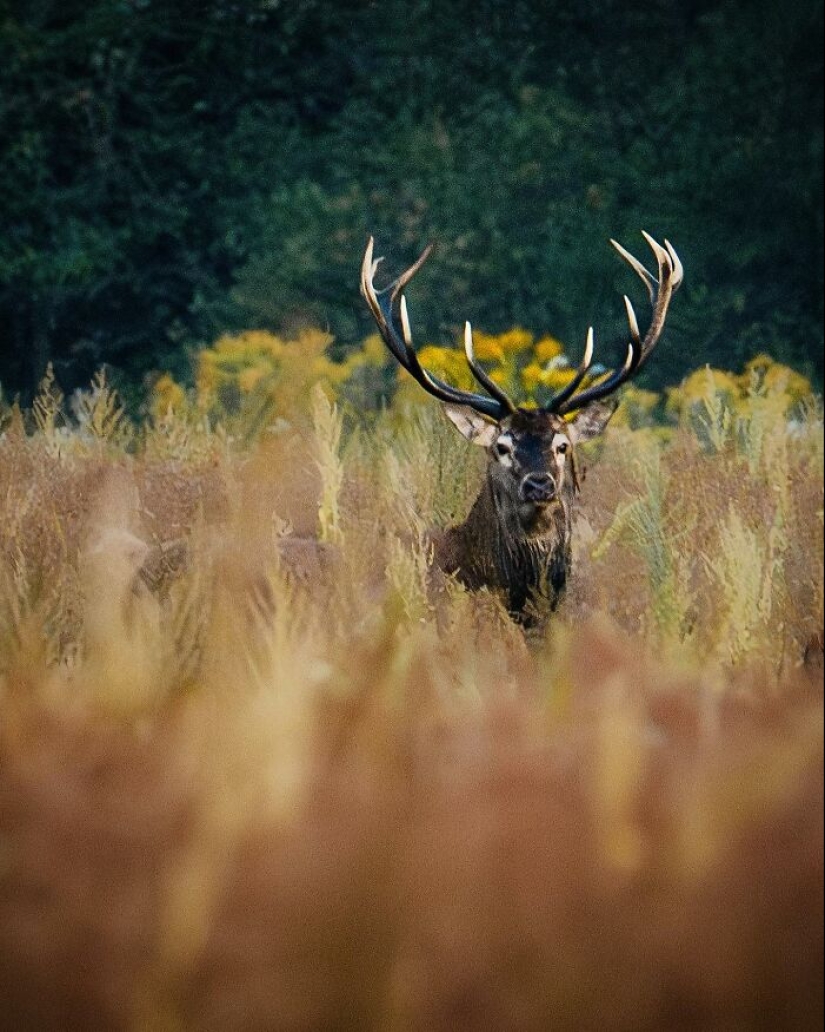 10 Captivating Photographs Of Animals In Their Natural Habitat By Alex Ugalek