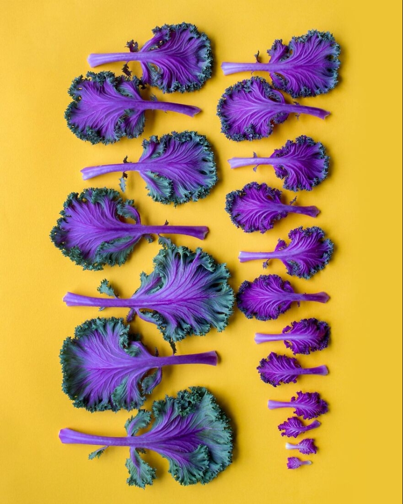 10 cautivadoras fotografías en degradado de artículos comunes por Brittany Wright