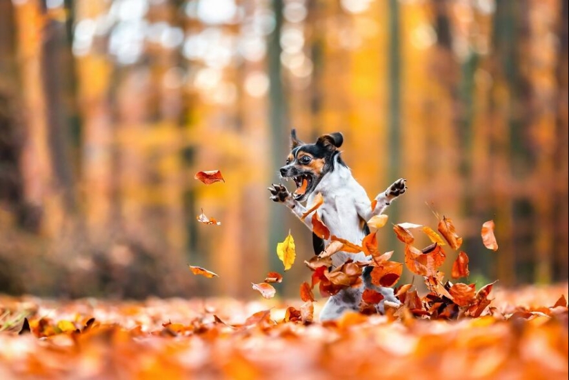 10 de las mejores imágenes de todos los tiempos de los premios internacionales de fotografía canina
