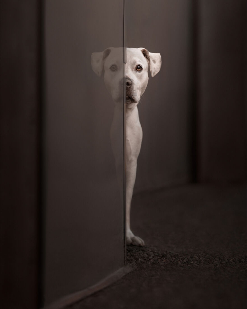 10 de las mejores imágenes de todos los tiempos de los premios internacionales de fotografía canina