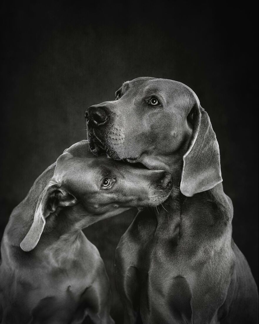 10 de las mejores imágenes de todos los tiempos de los premios internacionales de fotografía canina