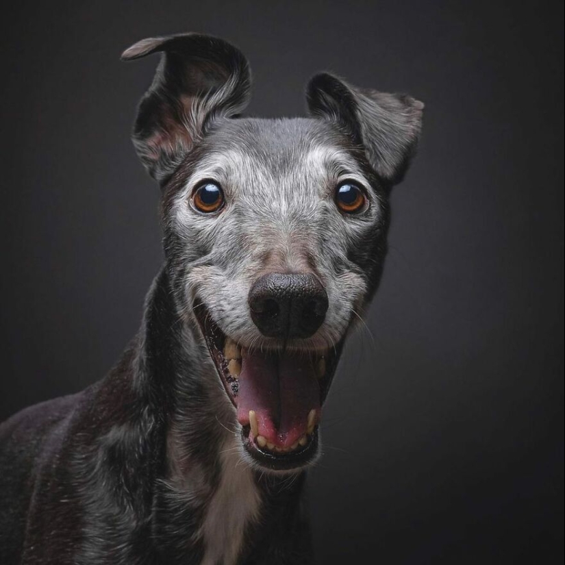 10 de las mejores imágenes de todos los tiempos de los premios internacionales de fotografía canina