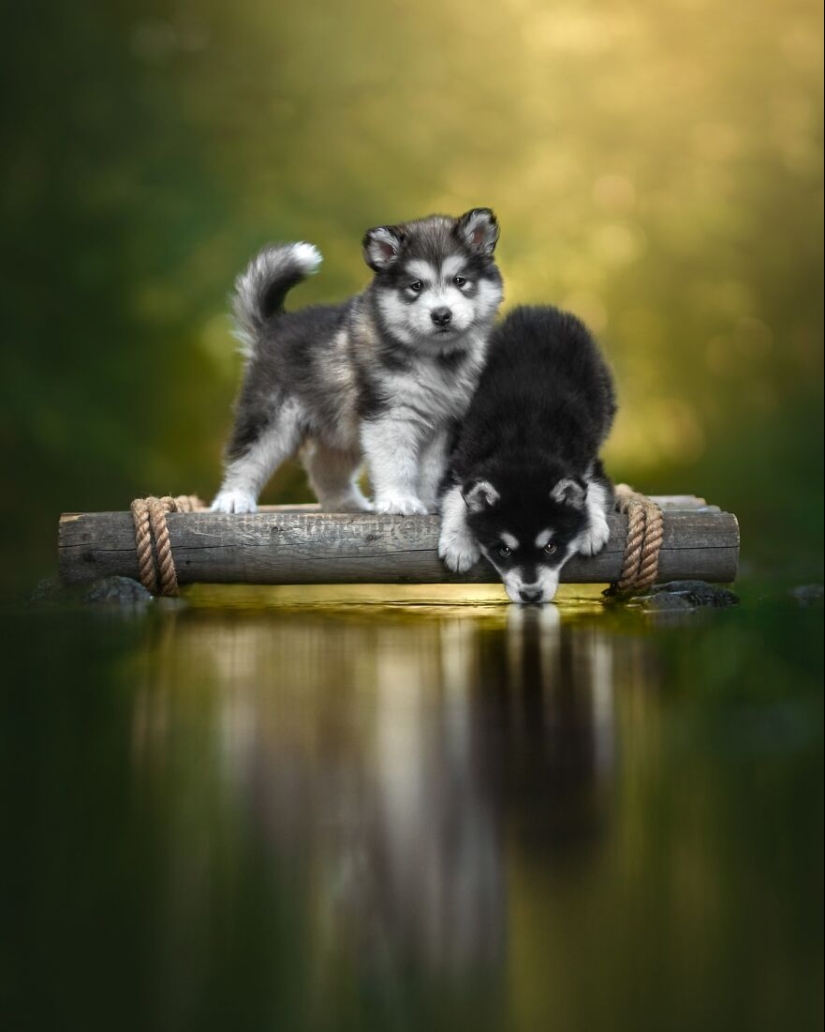 10 de las mejores imágenes de todos los tiempos de los premios internacionales de fotografía canina