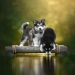 10 de las mejores imágenes de todos los tiempos de los premios internacionales de fotografía canina 10 de las mejores imágenes de todos los tiempos de los premios internacionales de fotografía canina