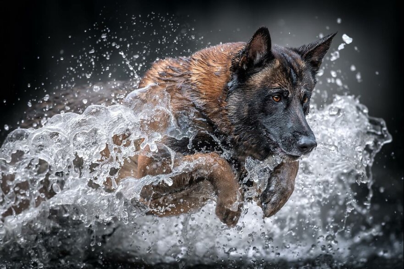 10 de las mejores imágenes de todos los tiempos de los premios internacionales de fotografía canina