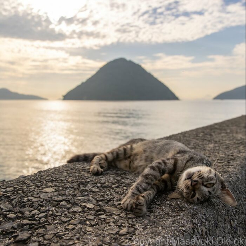 10 divertidas fotografías de gatos captadas por Masayuki Oki