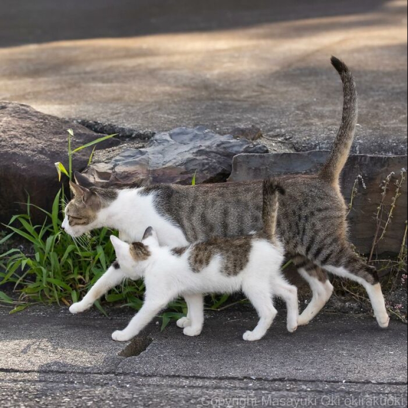 10 divertidas fotografías de gatos captadas por Masayuki Oki