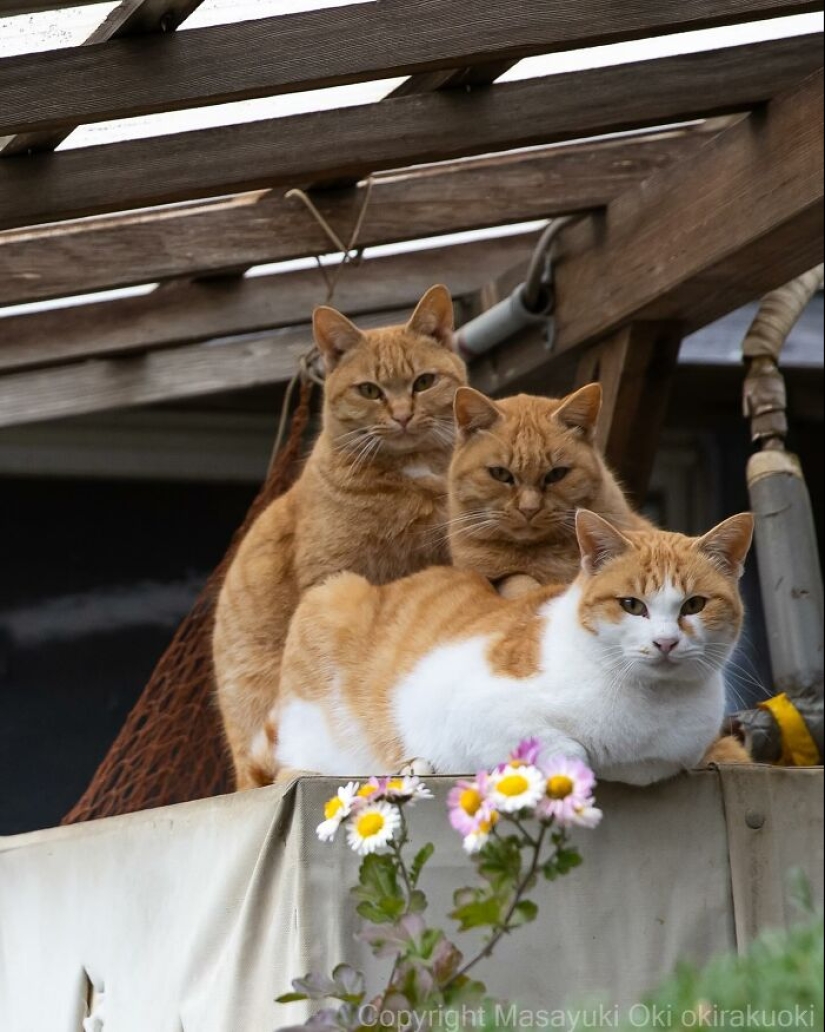 10 divertidas fotografías de gatos captadas por Masayuki Oki