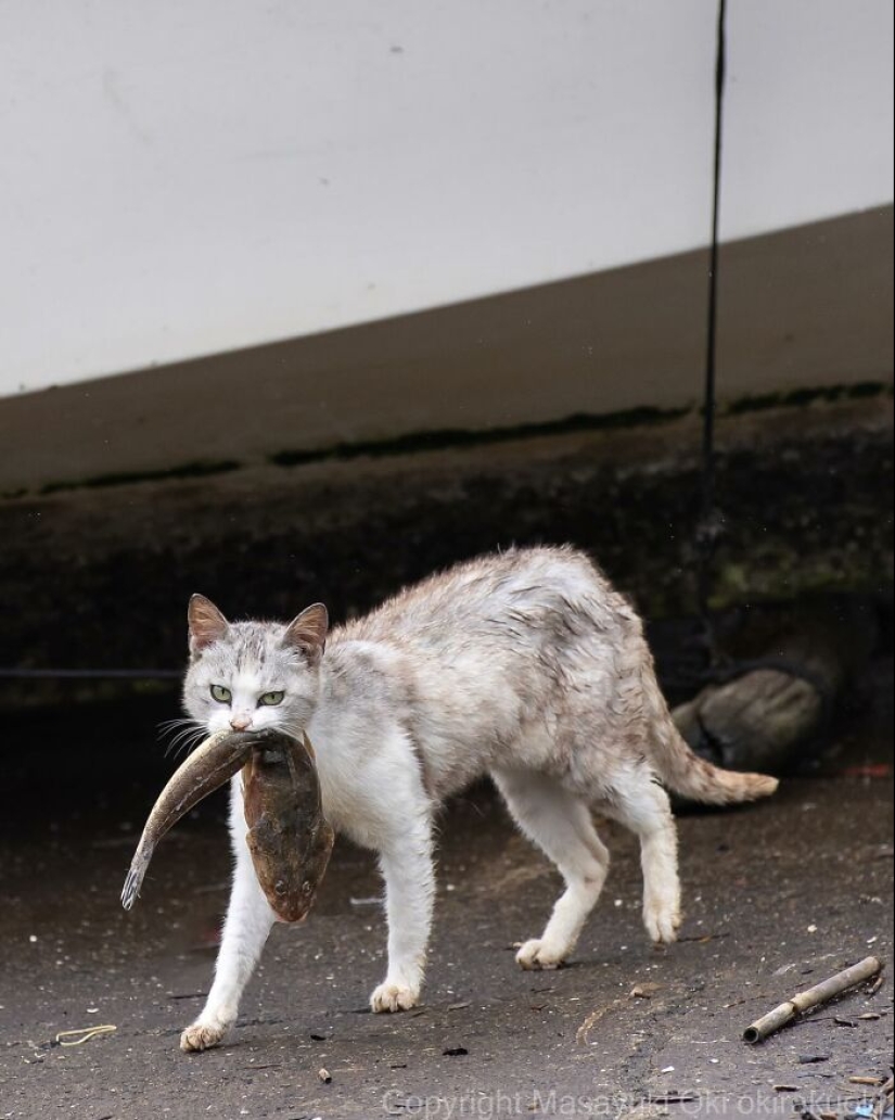 10 divertidas fotografías de gatos captadas por Masayuki Oki