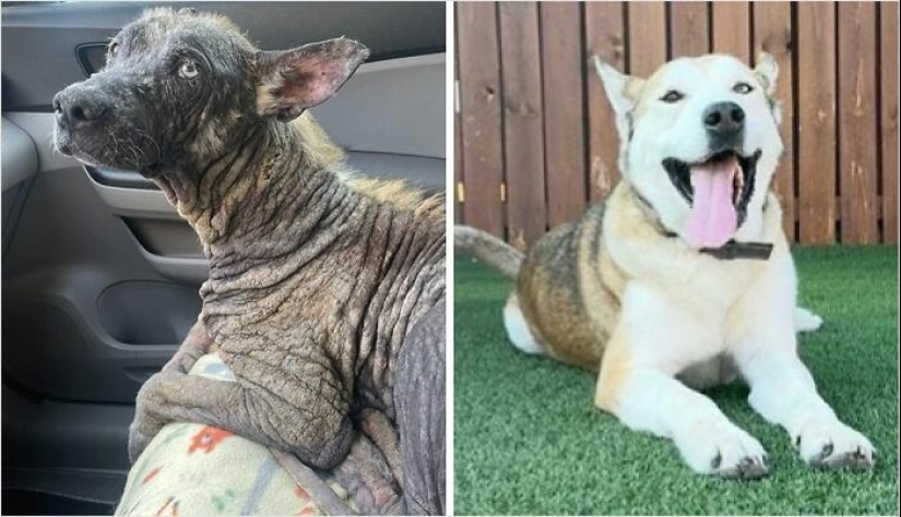 10 Dogs Before And After Being Rescued From Various Hardships