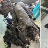 10 Dogs Before And After Being Rescued From Various Hardships 10 Dogs Before And After Being Rescued From Various Hardships