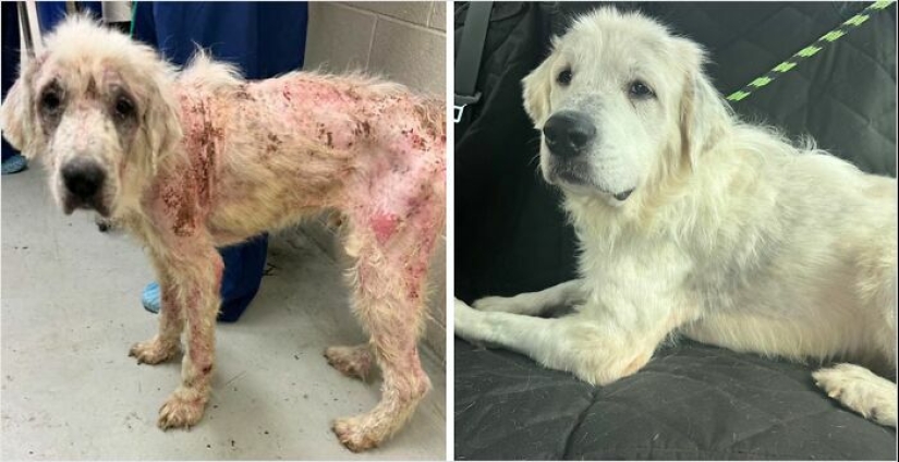 10 Dogs Before And After Being Rescued From Various Hardships