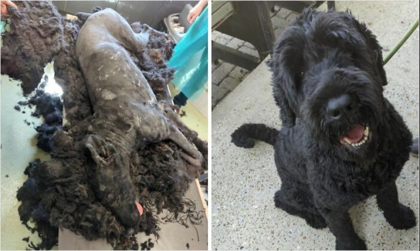 10 Dogs Before And After Being Rescued From Various Hardships