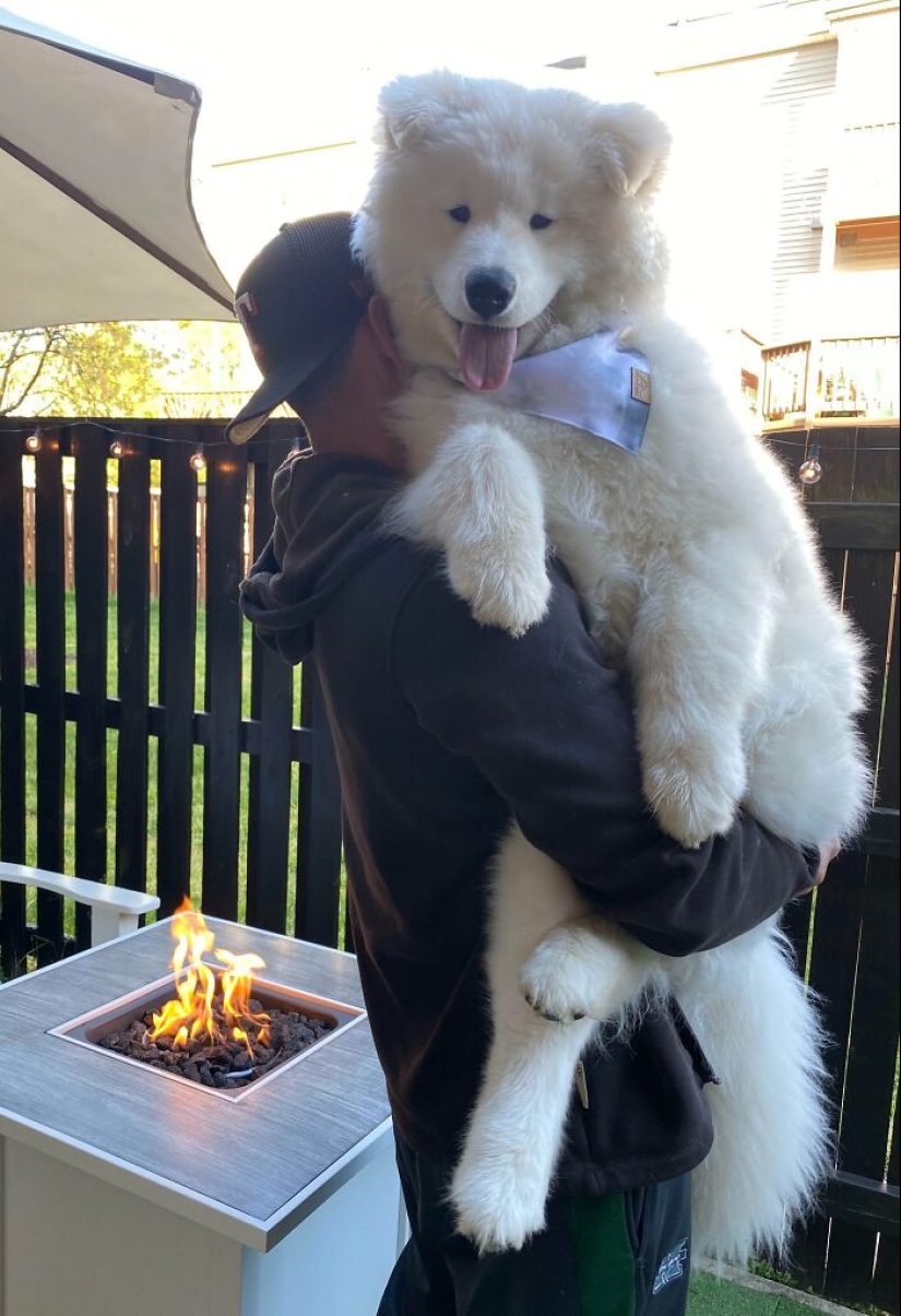 10 Dogs That Are Absolute Units And Don’t Know How Big They Are