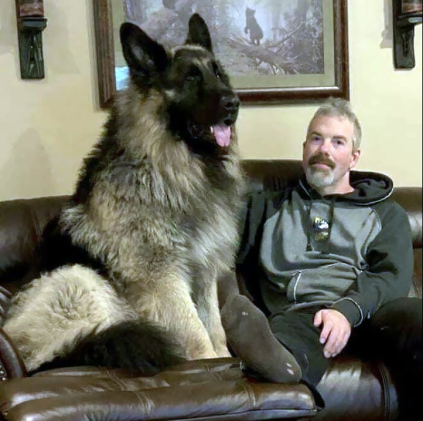 10 Dogs That Are Absolute Units And Don’t Know How Big They Are
