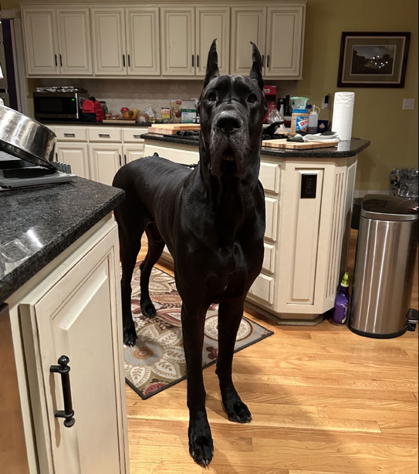 10 Dogs That Are Absolute Units And Don’t Know How Big They Are