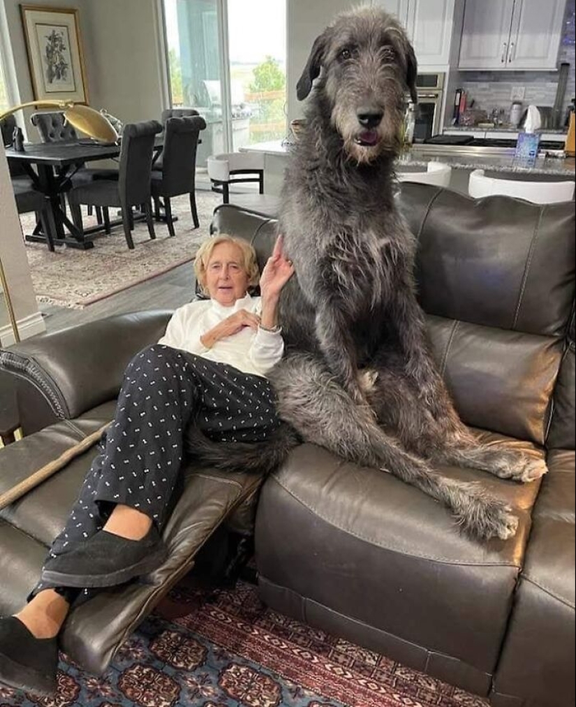 10 Dogs That Are Absolute Units And Don’t Know How Big They Are