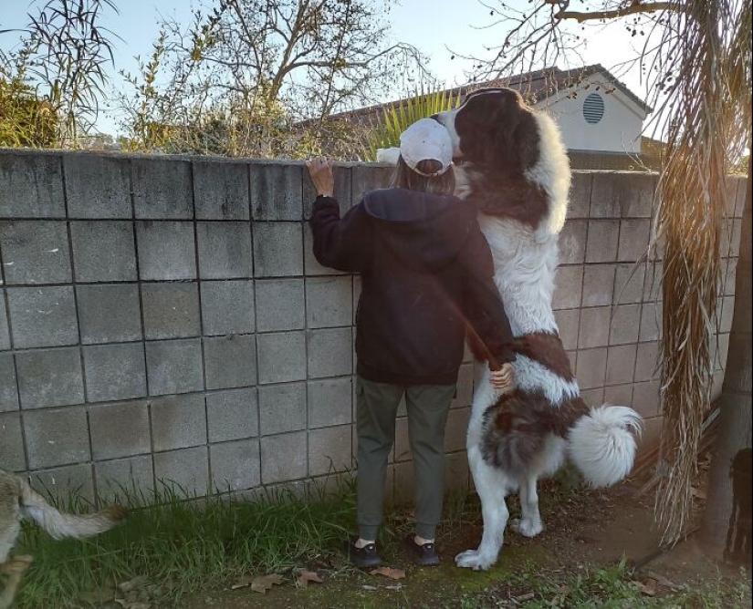 10 Dogs That Are Absolute Units And Don’t Know How Big They Are