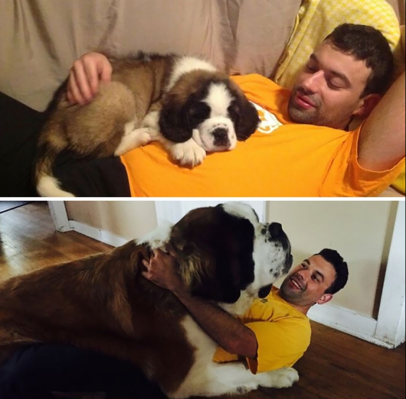 10 Dogs That Are Absolute Units And Don’t Know How Big They Are