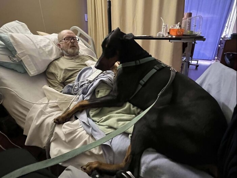 10 Dogs That Are Absolute Units And Don’t Know How Big They Are
