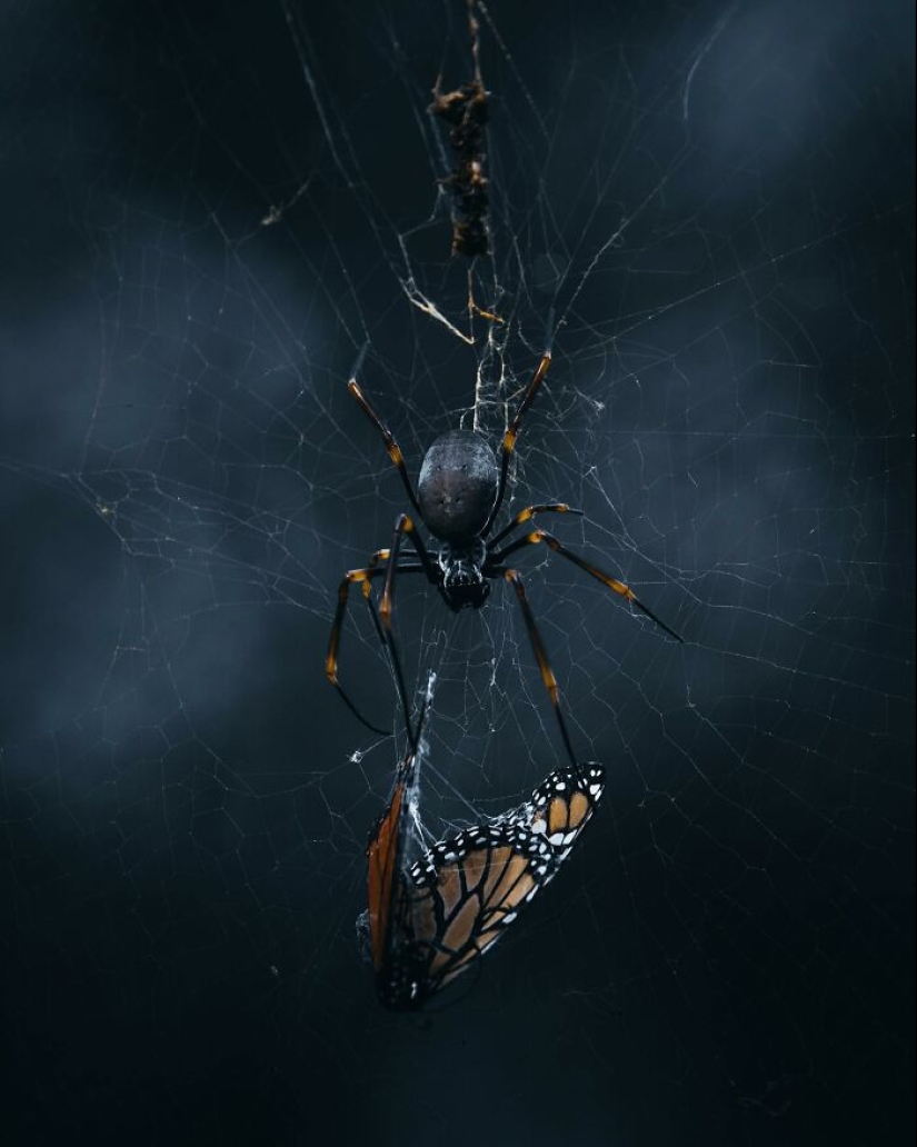 10 encantadoras fotografías de animales de Christine Ward