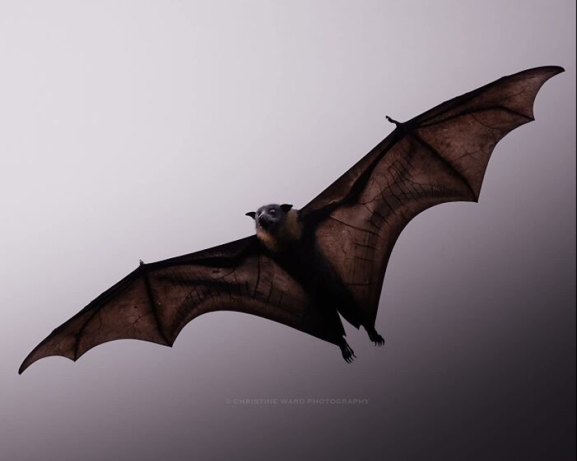 10 encantadoras fotografías de animales de Christine Ward