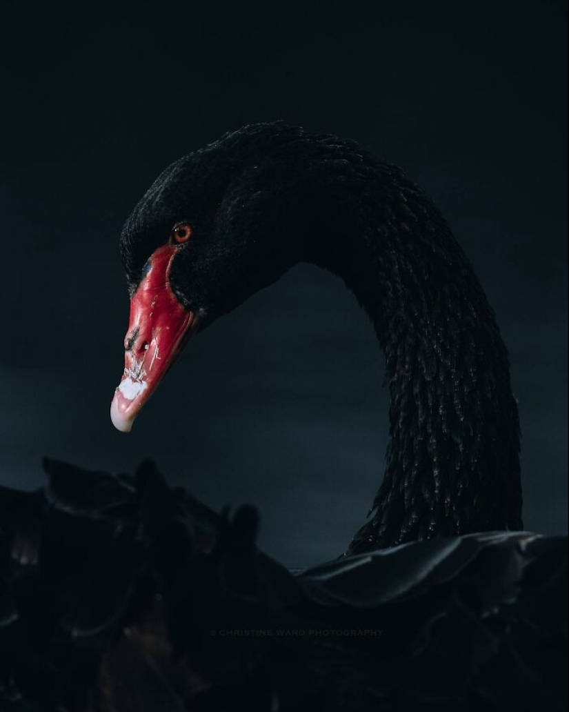 10 encantadoras fotografías de animales de Christine Ward