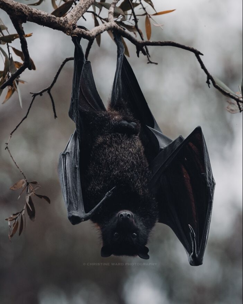 10 encantadoras fotografías de animales de Christine Ward