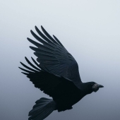 10 Enchanting Animal Photographs By Christine Ward