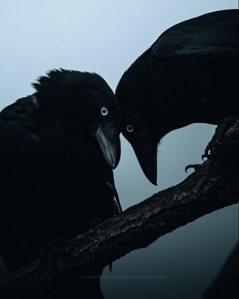 10 Enchanting Animal Photographs By Christine Ward