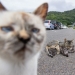 10 Entertaining Cat Pictures Captured By Masayuki Oki 10 Entertaining Cat Pictures Captured By Masayuki Oki