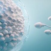 10 facts about human sperm 10 facts about human sperm