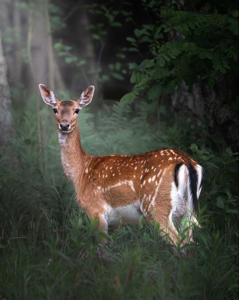 10 fotografías cautivadoras de animales en su hábitat natural por Alex Ugalek