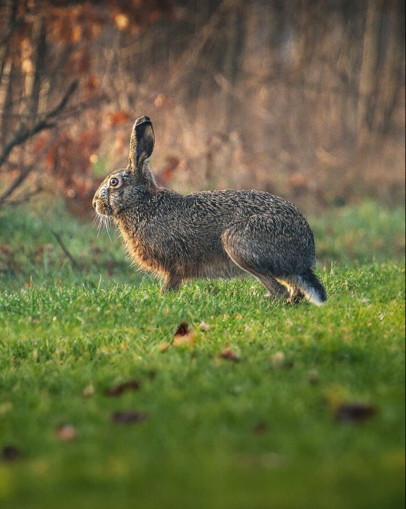 10 fotografías cautivadoras de animales en su hábitat natural por Alex Ugalek