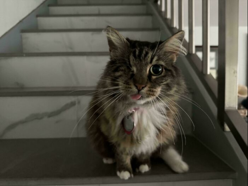 10 fotos adorables de personas que muestran las mascotas que han adoptado (edición de julio) 10 fotos adorables de personas que muestran las mascotas que han adoptado (edición de julio)