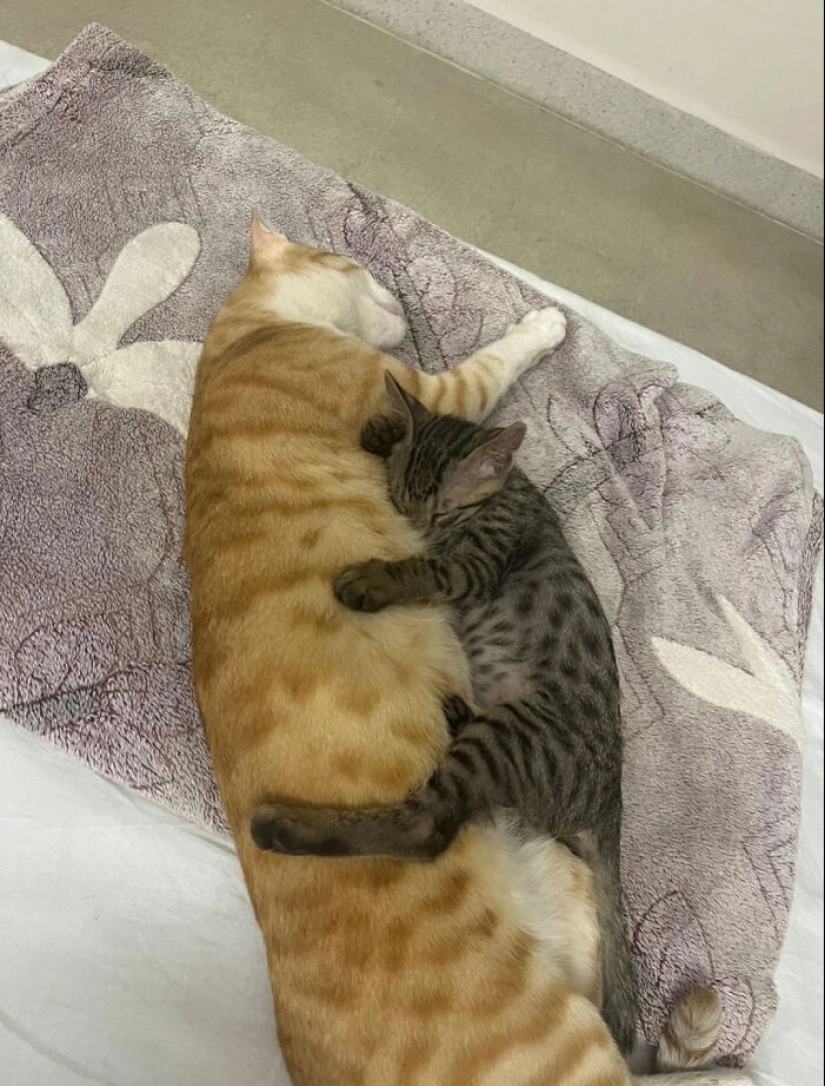 10 fotos adorables de personas que muestran las mascotas que han adoptado (edición de julio) 10 fotos adorables de personas que muestran las mascotas que han adoptado (edición de julio)