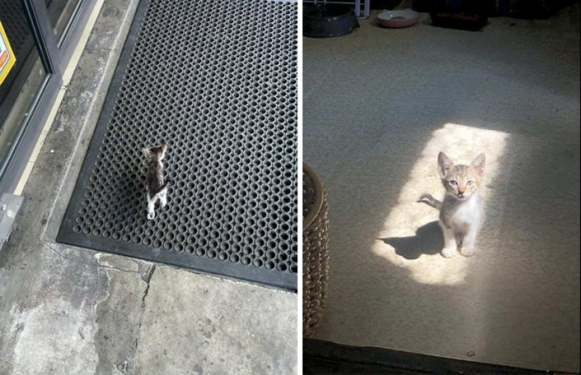 10 fotos adorables de personas que muestran las mascotas que han adoptado (edición de julio) 10 fotos adorables de personas que muestran las mascotas que han adoptado (edición de julio)