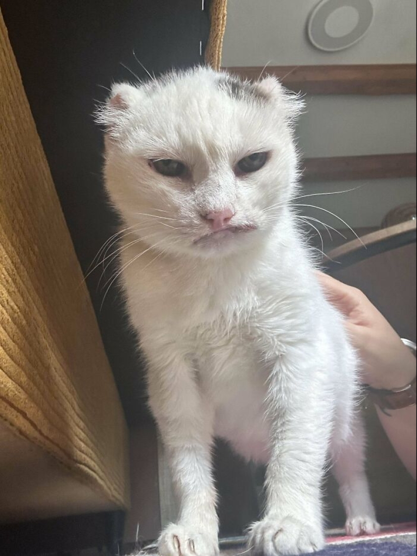 10 fotos adorables de personas que muestran las mascotas que han adoptado (edición de julio) 10 fotos adorables de personas que muestran las mascotas que han adoptado (edición de julio)