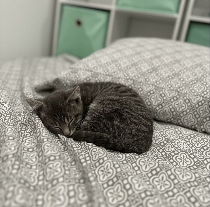 10 fotos adorables de personas que muestran las mascotas que han adoptado (edición de julio) 10 fotos adorables de personas que muestran las mascotas que han adoptado (edición de julio)