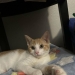 10 fotos adorables de personas que muestran las mascotas que han adoptado (edición de julio) 10 fotos adorables de personas que muestran las mascotas que han adoptado (edición de julio)