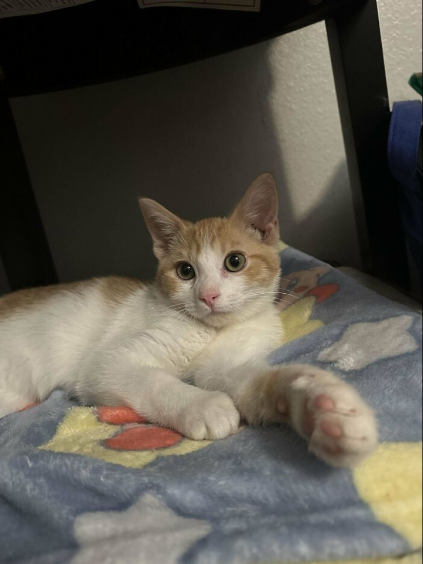 10 fotos adorables de personas que muestran las mascotas que han adoptado (edición de julio) 10 fotos adorables de personas que muestran las mascotas que han adoptado (edición de julio)